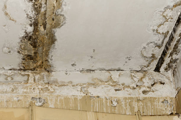 Best 24/7 water damage repair  in Elsmere, KY